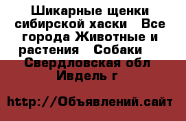 Шикарные щенки сибирской хаски - Все города Животные и растения » Собаки   . Свердловская обл.,Ивдель г.